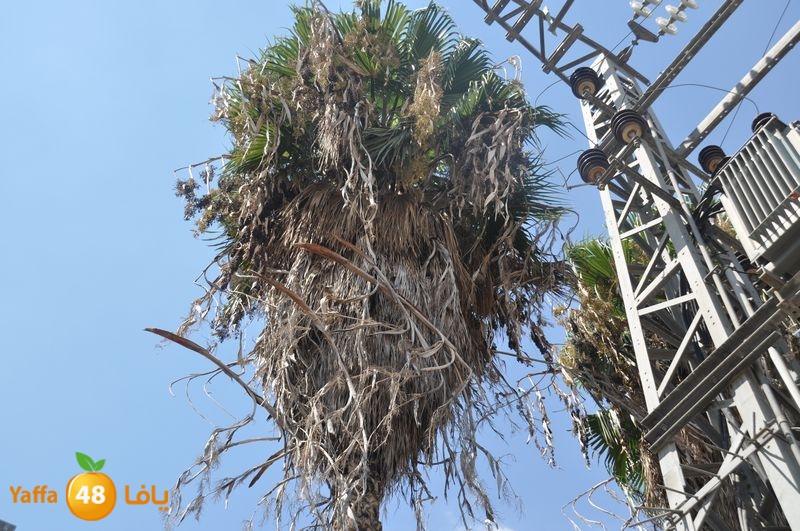 cat lud 910 (34).JPG